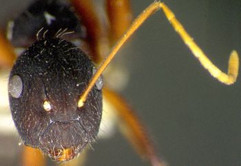 Media type: image; Entomology 21576   Aspect: head frontal view